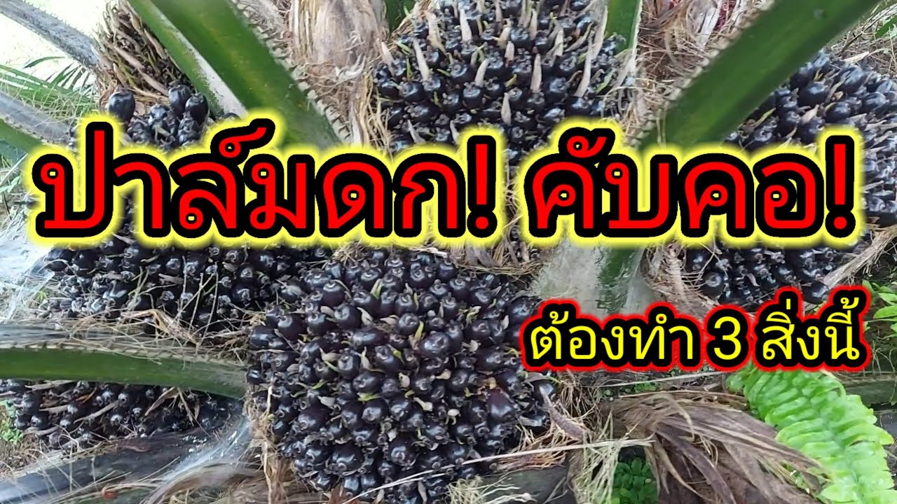 ปาล์มดก คับคอ ต้องทำ 3 สิ่งนี้ ep1.|วังอโกร