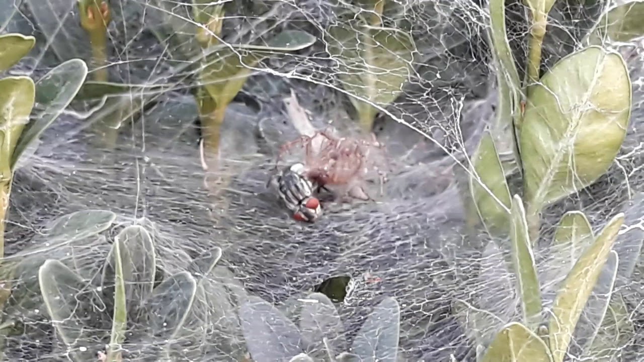 Fly gets caught in spider web.