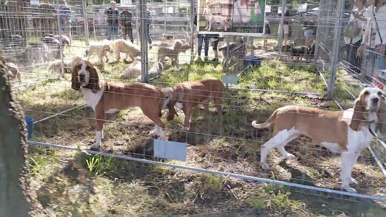 Exposición de sabuesos: más de 800 sabuesos en 6 minutos