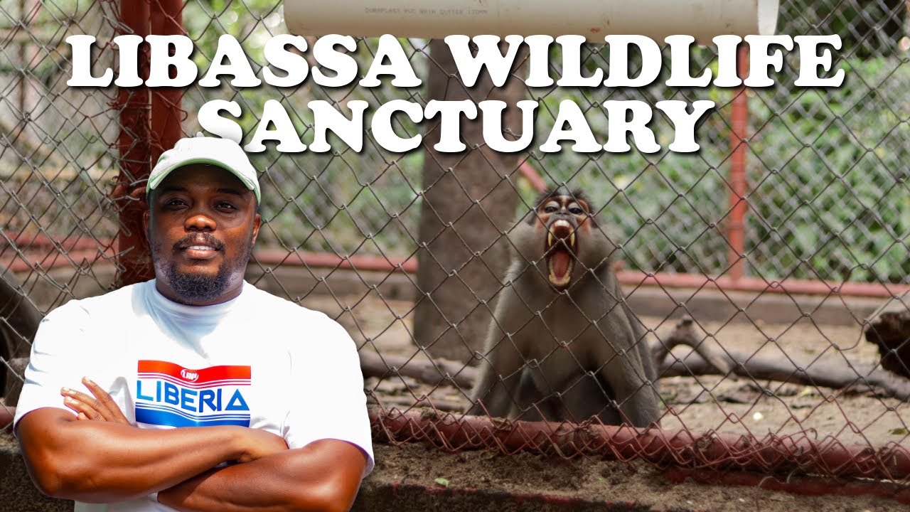 Meeting Liberia’s Rescued Animals at Libassa Wildlife Sanctuary