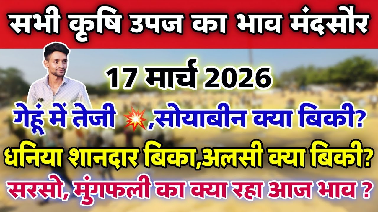 सभी कृषि उपज का भाव मंदसौर मंडी 17 मार्च 2026 | Mandsaur Mandi ka bhav #mandsaur_mandi_bhav