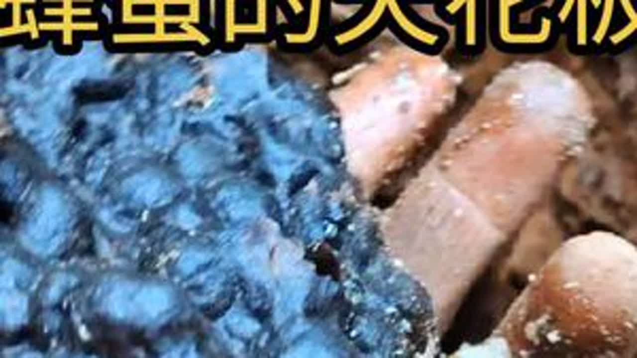 它就是比乌灵参还稀有 号称蜂蜜中的奢饰品 #无刺蜂蜜#酸蜂