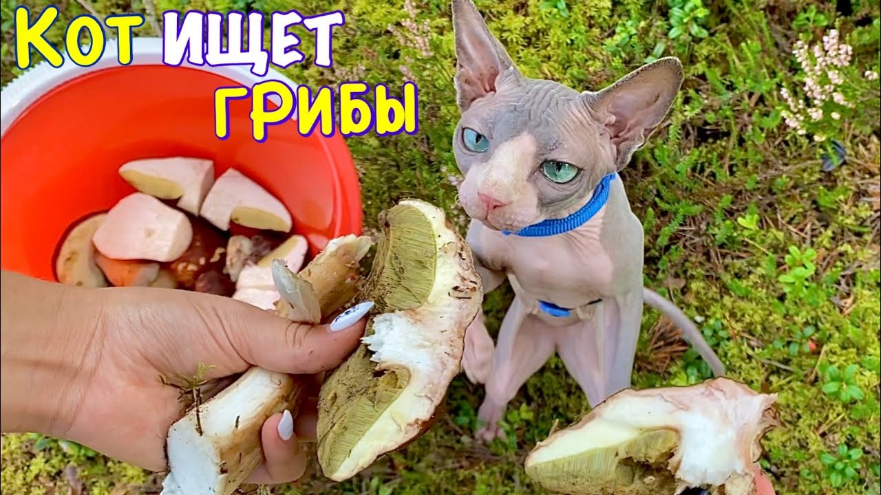Научили Кота искать съедобные грибы 😱 Кот Миллион