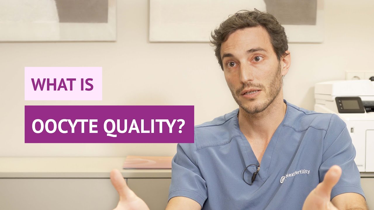 What is oocyte quality?
