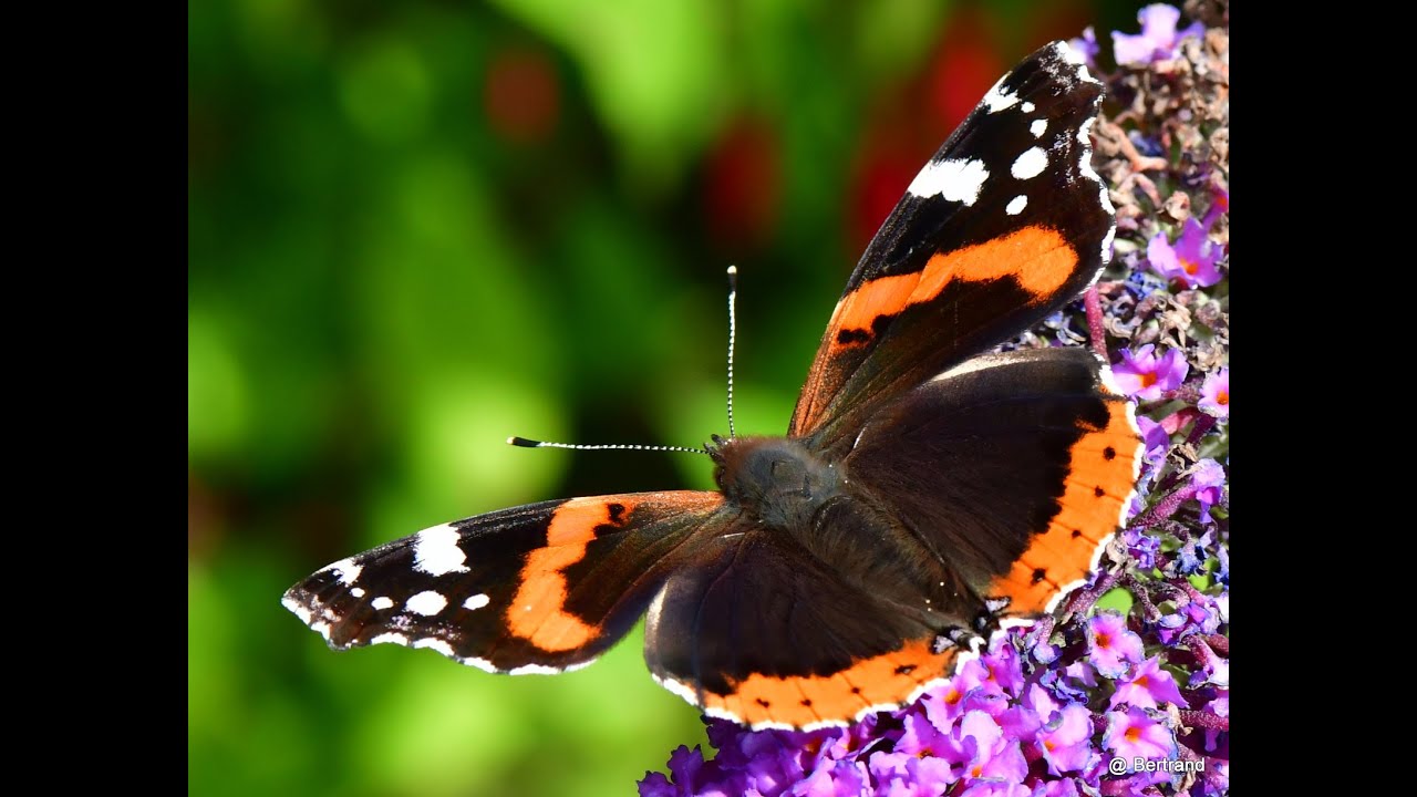 Vlinder symfonie op de Buddleja davidii (Vlinderstruik)