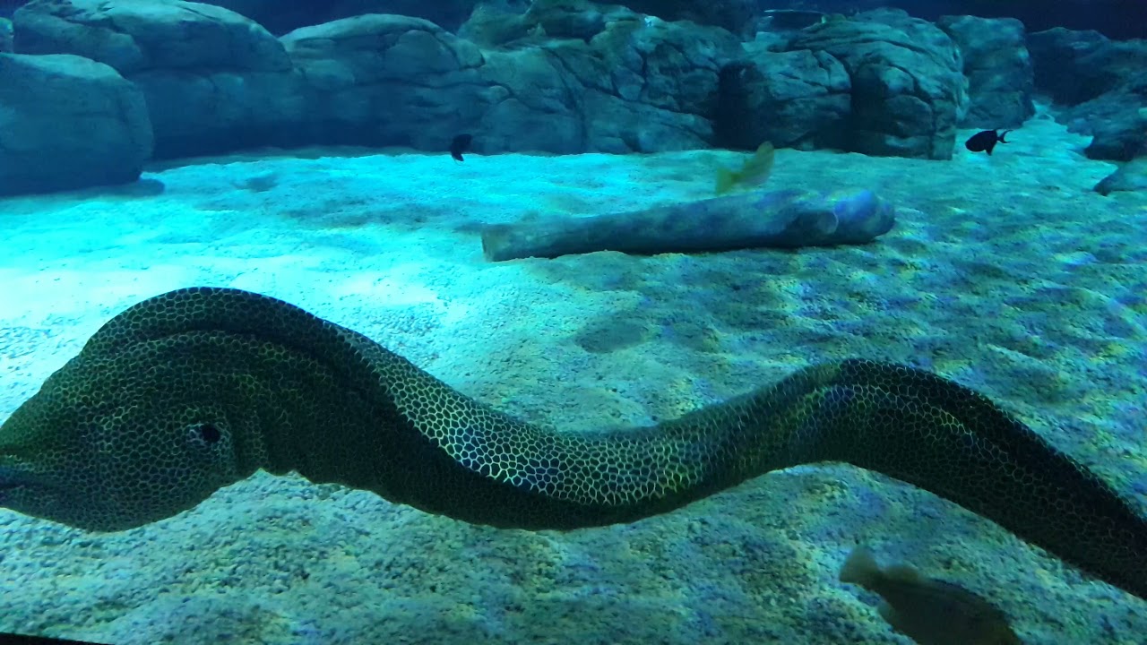 Odysseo Mauritius Oceanarium- eel