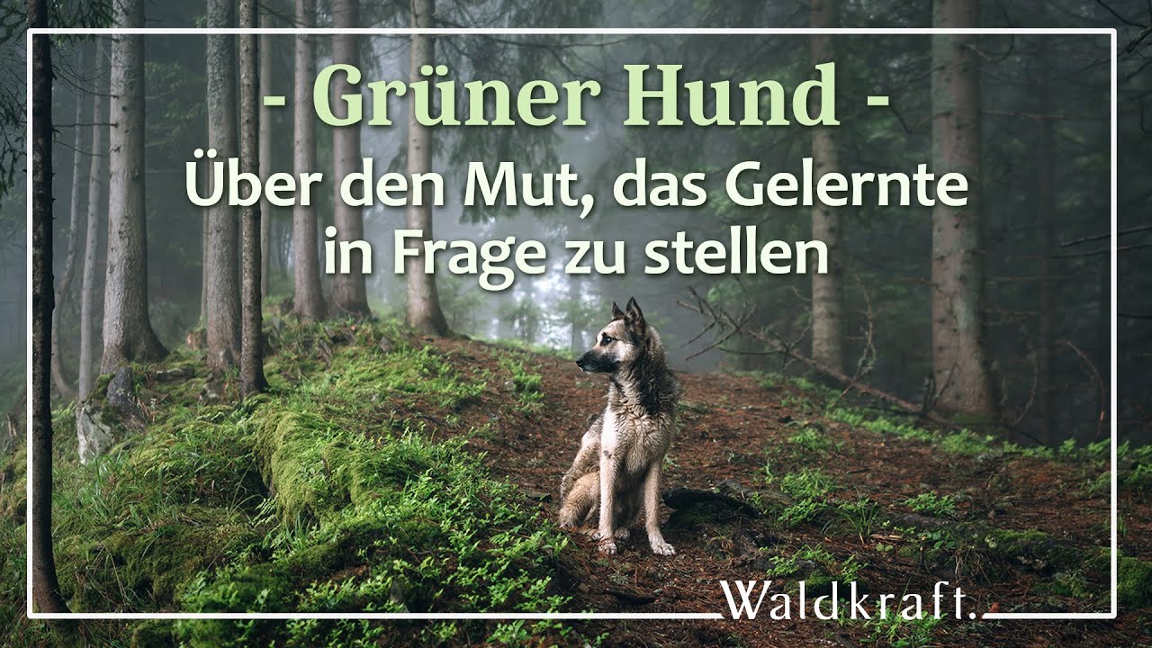 Grüner Hund - Über den Mut, das Gelernte in Frage zu stellen | Kinga Rybinska