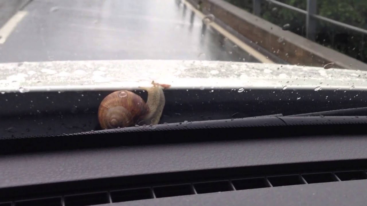 Aussergew&ouml;hnlicher Fahrgast / Special passenger