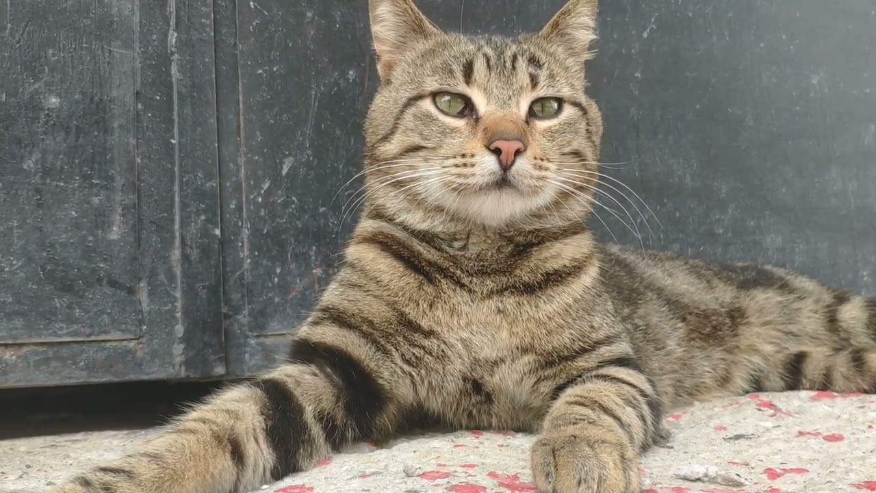 #cat #cats #catvideos #catshorts #catlife 