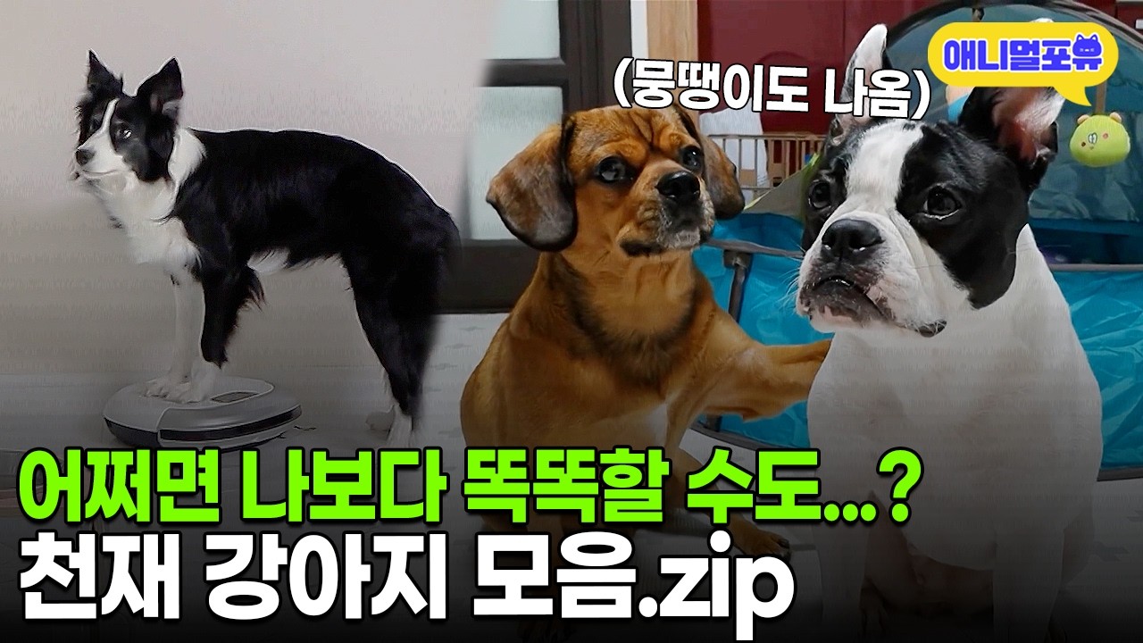 주인과 의사소통은 기본! 기상천외한 천재 강아지들의 능력ㅣKBS 방송