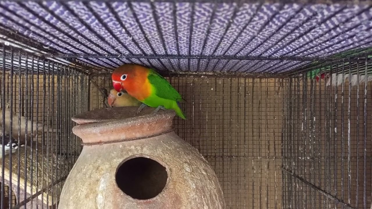 Green fishar male and parblo parsanata female pair