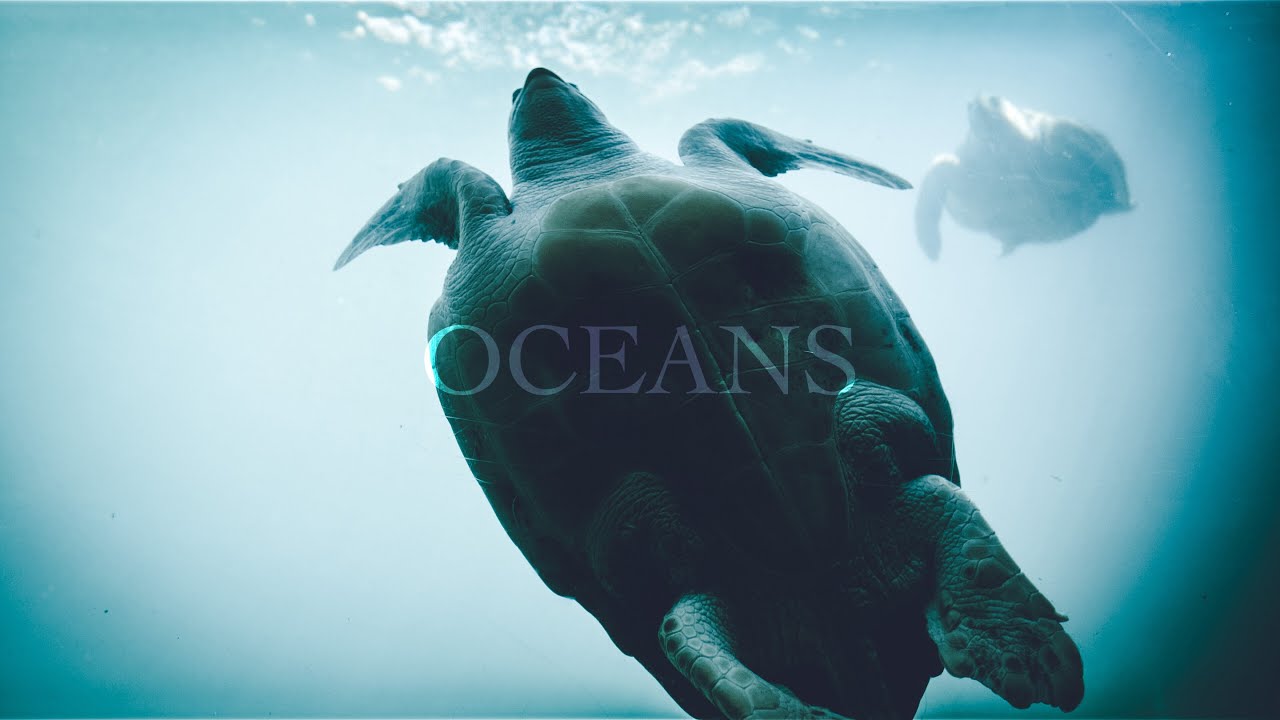 The Importance of Our Oceans (feat. Dr. Steve Simpson)