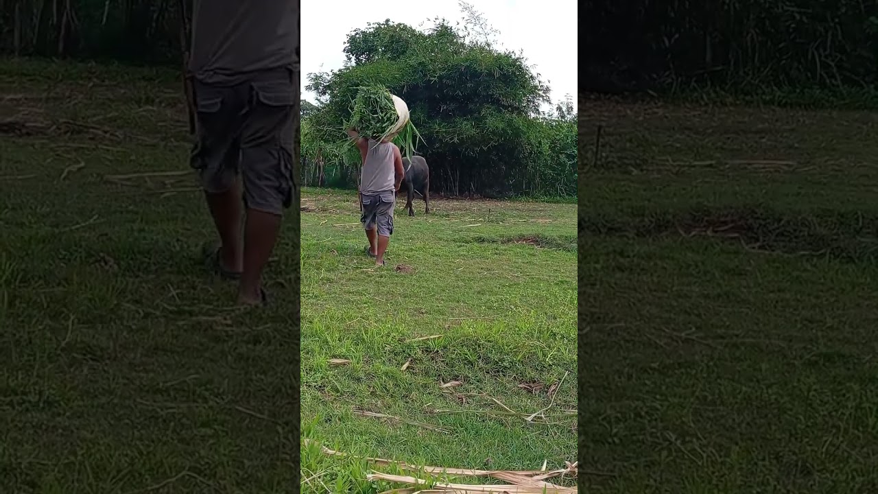 Mangumpay ng trigo pakain ng kalabaw