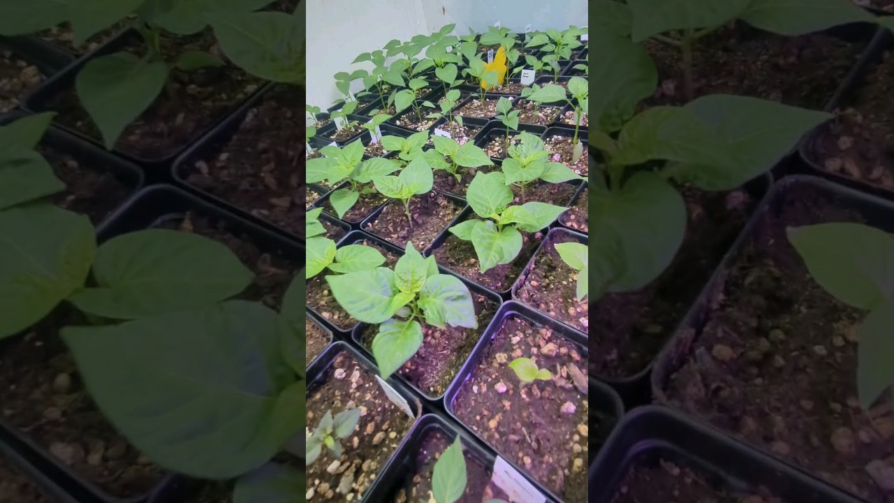 Stunted Seedlings? Try this! #organicfarming #pdx #organicgardening #peppers #plant #gardening #reel