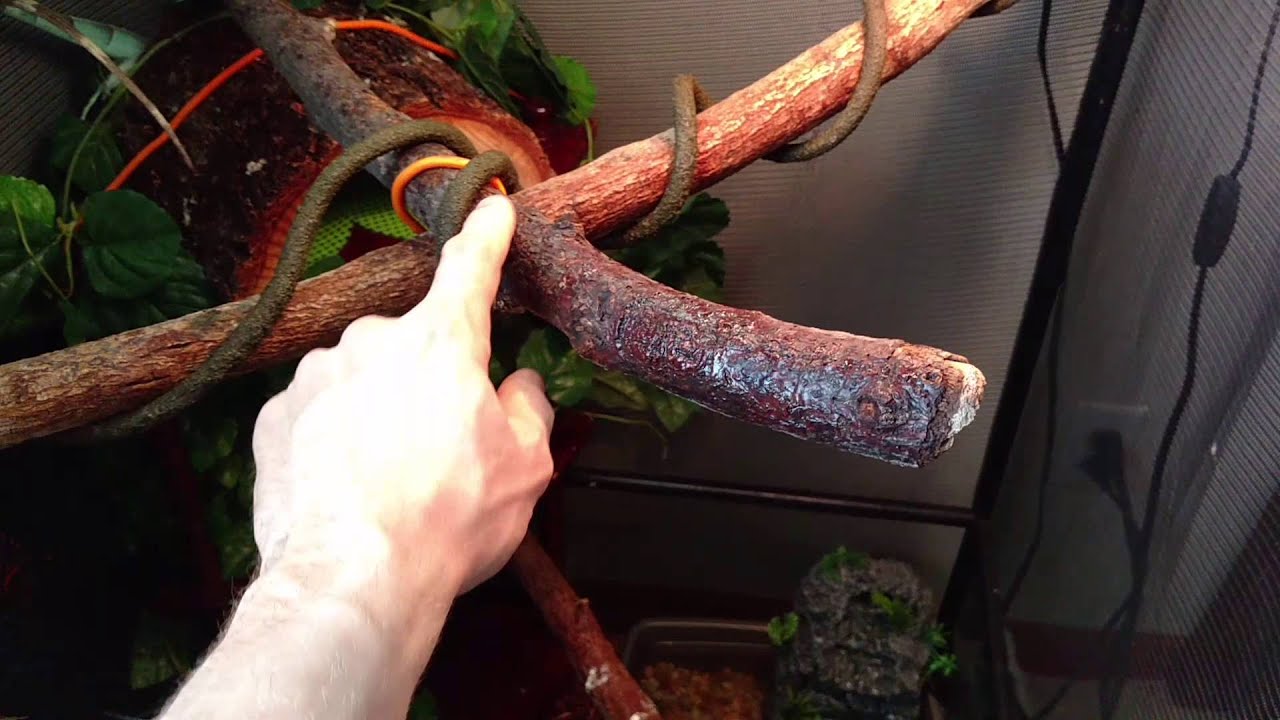 Best Starter Iguana Cage