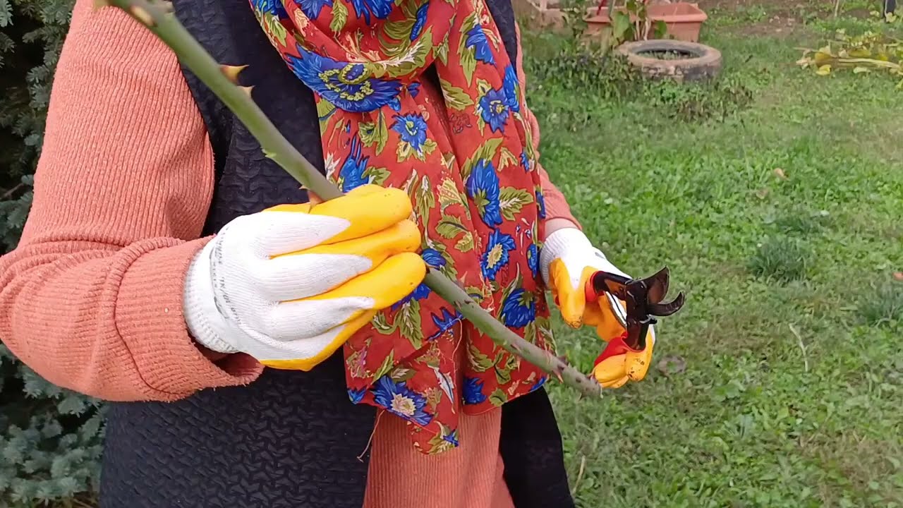 Gül, Böğürtlen, Ahudududa en Yüksek Köklenme, Şimdi Çelik Alma Zamanı 