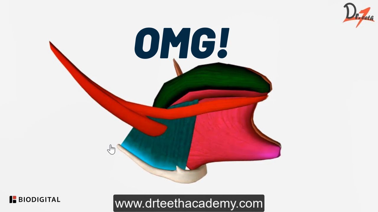 Muscles of Tongue | Super Easy!