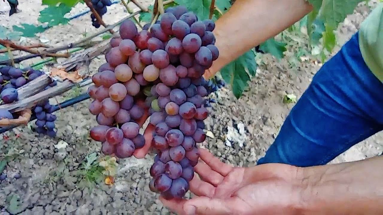 @Неукривний виноград з запахом полуниці і смаком карамелі