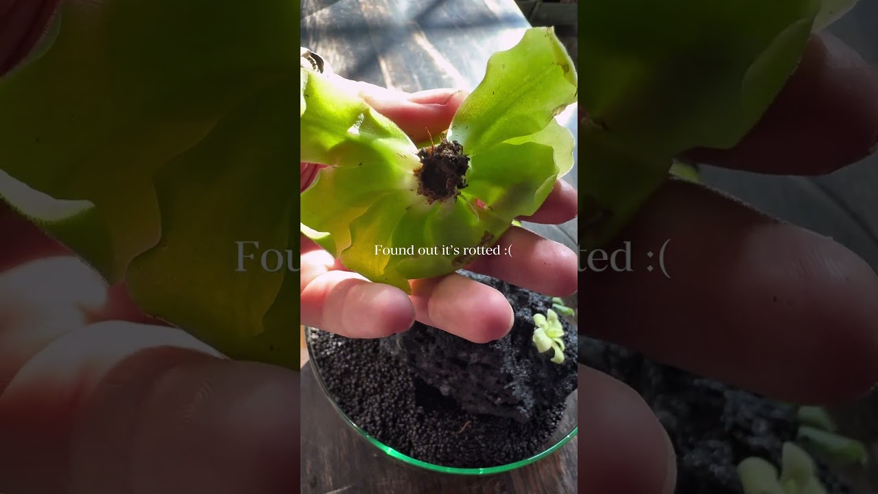 Day 13 of 30 #plant #projects features #pinguicula a #carnivorousplants #terrarium called #pingdom