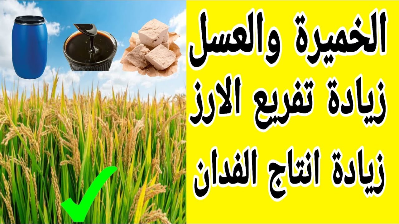 طريقة تحضير محلول الخميرة والعسل لزيادة النمو الخضري والتفريع وزيادة محصول فدان الارز