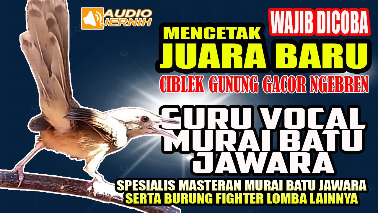 CIBLEK GUNUNG || MASTERAN PARA JAWARA LOMBA || MURAI BATU