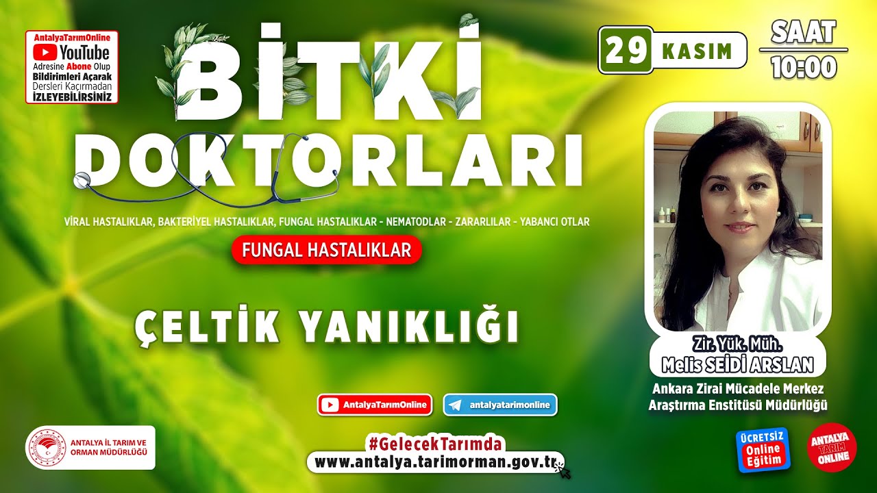 Bitki Doktorları 120- Çeltik Yanıklığı