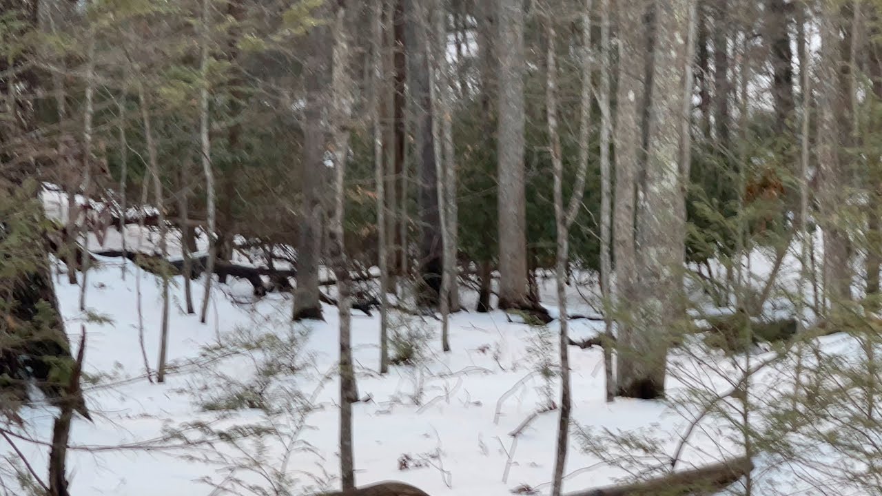 Second part of walk “ Squatchin”