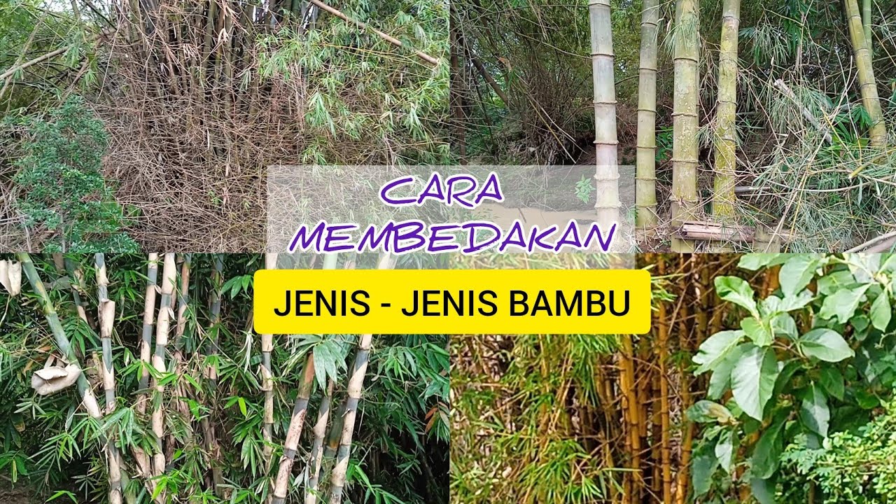 CARA 4 - Cara Membedakan Jenis - jenis Bambu, ciri ciri, karakter dan kegunaannya. #jenisbambu