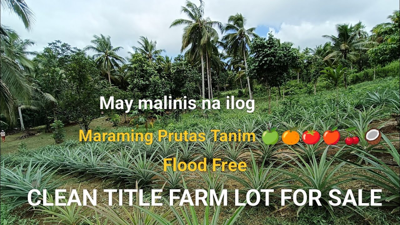 #Vlog345 FARM LOT CLEAN TITLE FOR SALE MAY MALINIS NA ILOG | IDEAL FOR CAMPING SITE & RESORT❗SOLD❗
