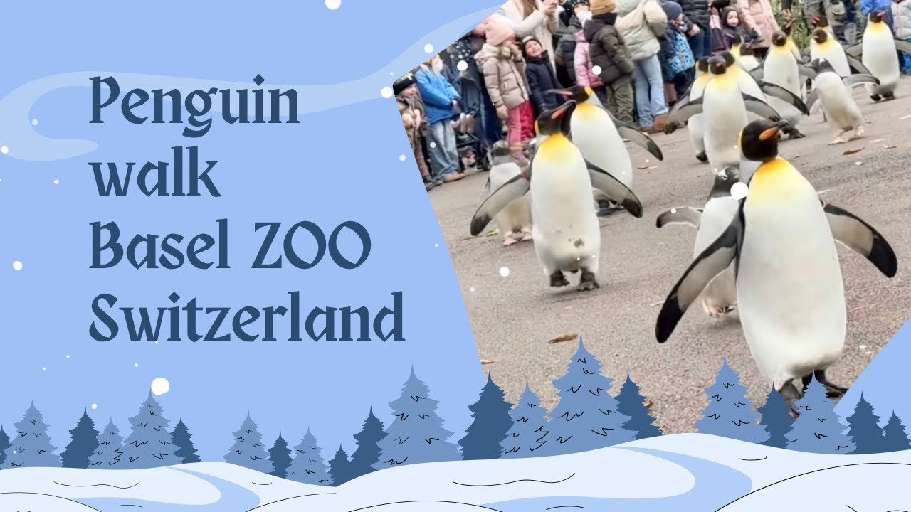 Penguin Walk at Basel Zoo | Adorable Winter Parade!