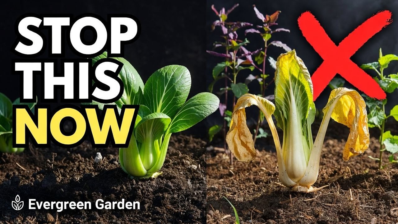 Never Plant Bok Choy Near These 5 Crops | Companion Planting Mistakes Ruining Your Harvest