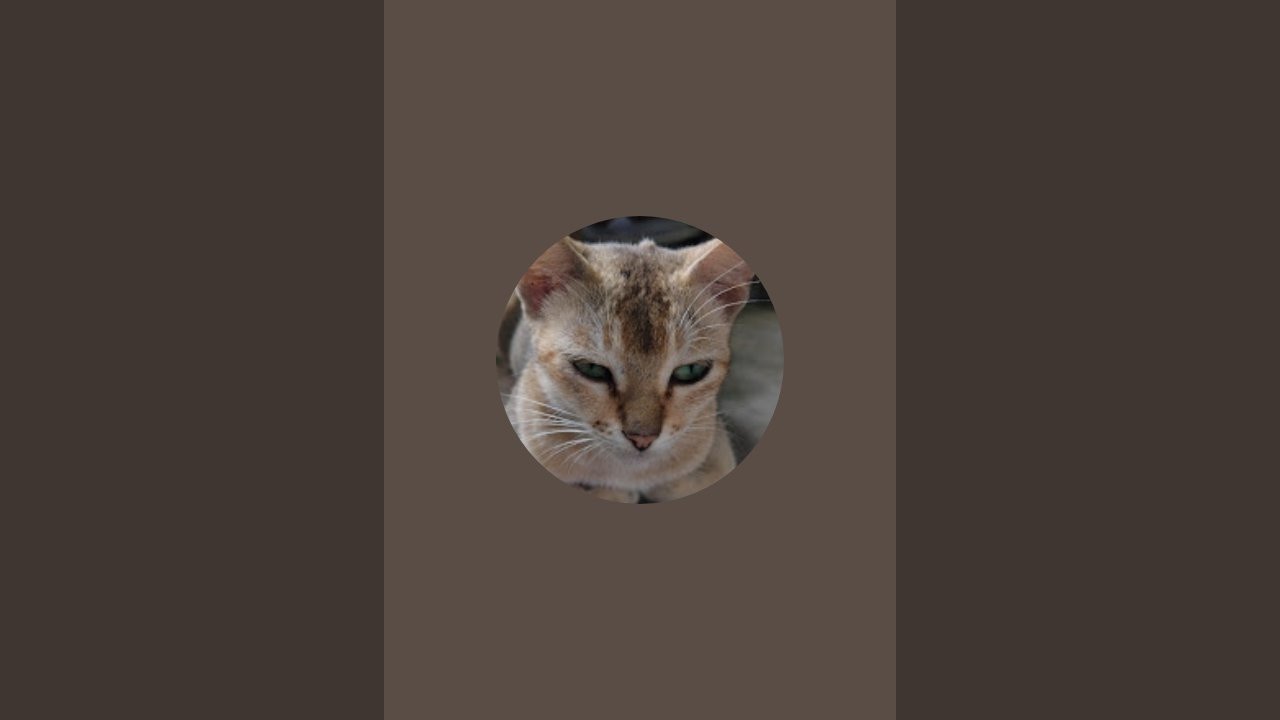 Cat Cat baby 😍 is live