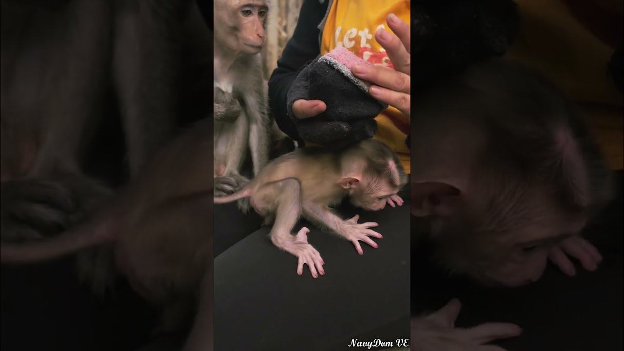 Mom Jolie's Unbelievable Reaction to Abandoned  Baby! You Won't Believe what Happen when She Rescues
