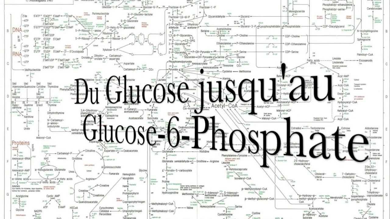 Glycolyse - Cycle de Krebs (Thrift Shop-Macklemore Parodie)