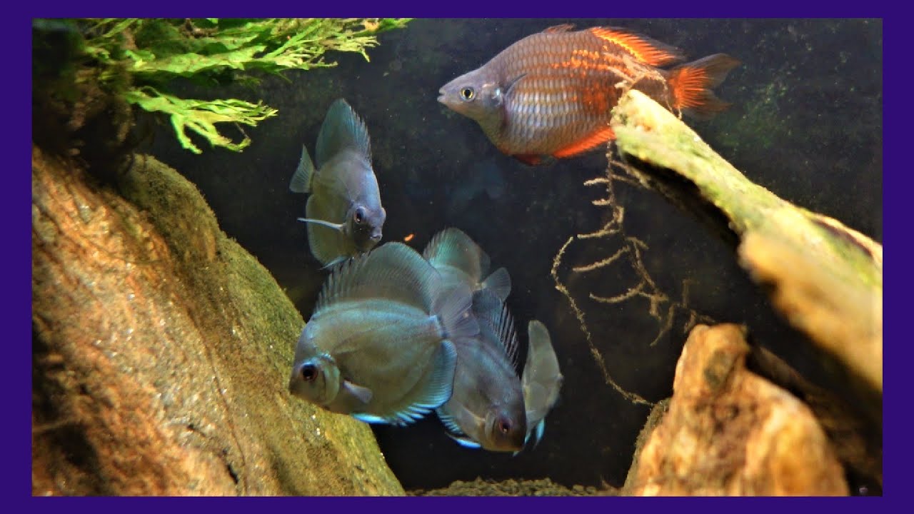 First Look At My New Blue Diamond Discus