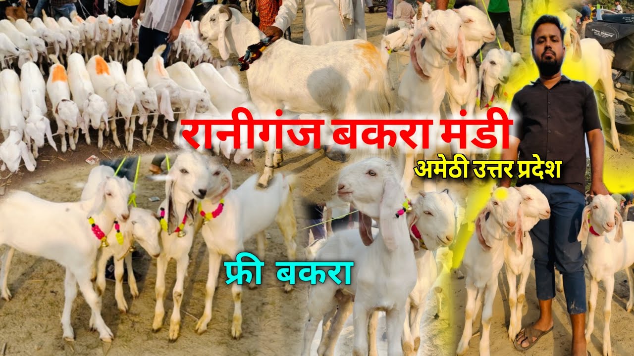 मंडी में आने लगे कुर्बानी के बकरे 😍 | Raniganj Bakra Mandi | Live Update 13|05|25 | Ziya Vlogs