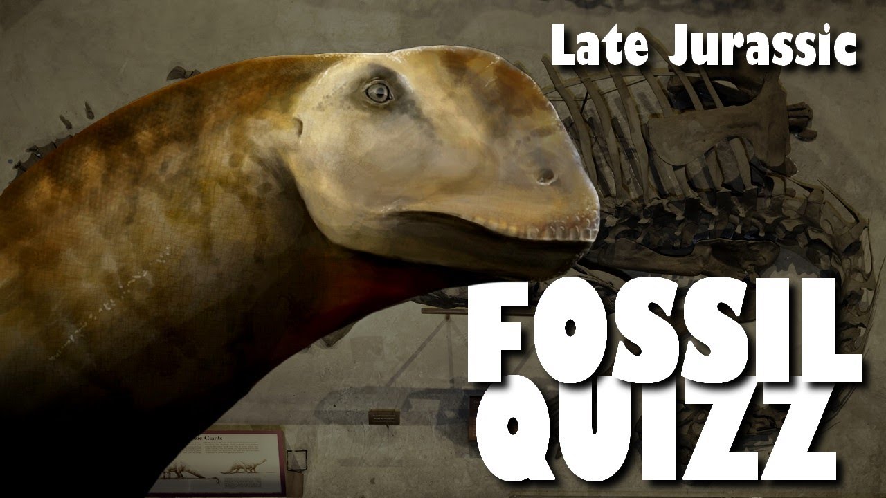 FOSSIL QUIZZ / Late Jurassic