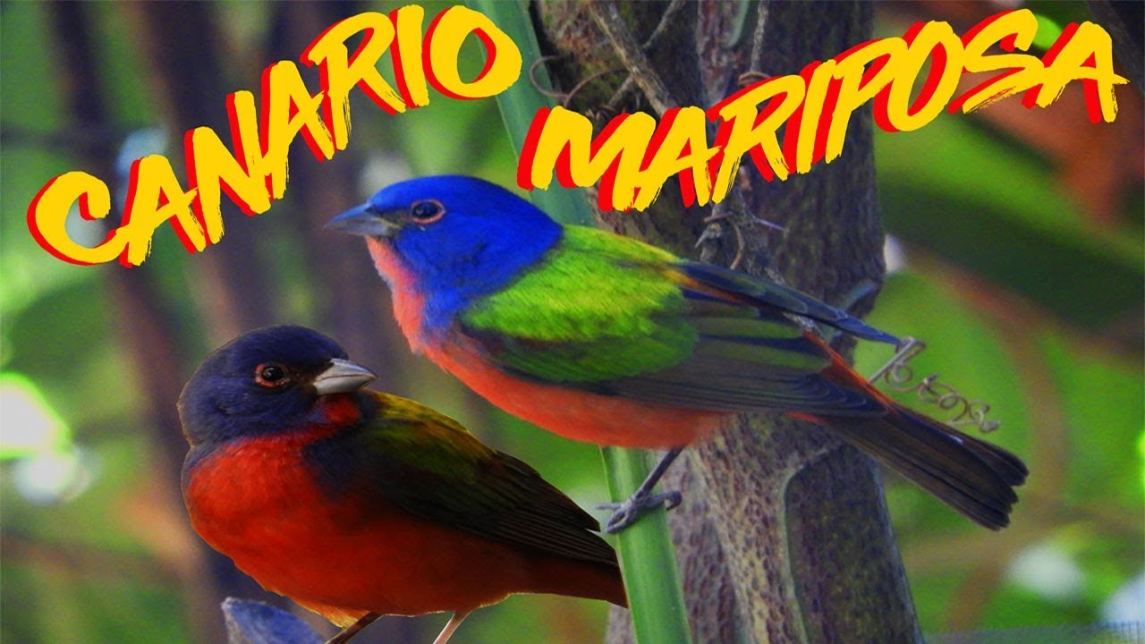 Canario Mariposa |4K|