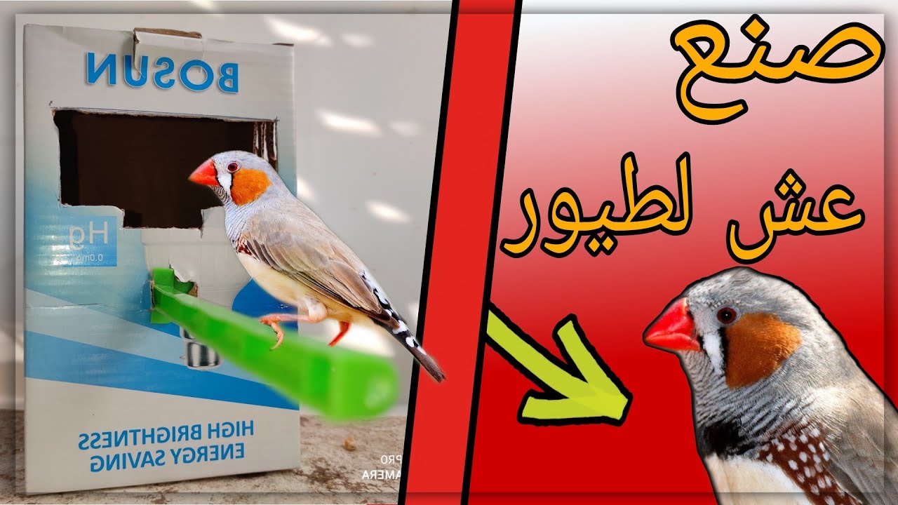 طريقة صنع عش لطيور الزيبرا ...... | من مواد متوفرة في كل بيت