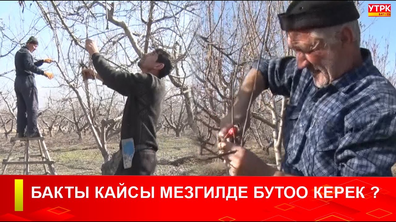БАКТЫ КАЙСЫ МЕЗГИЛДЕ БУТОО КЕРЕК