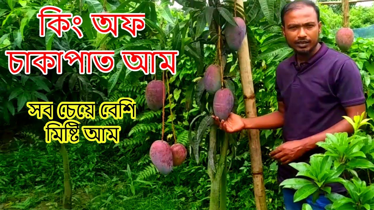 সব চেয়ে মিষ্টি আম | কিং অফ চাকাপাত আম | King Of Chakapat Mango Plant