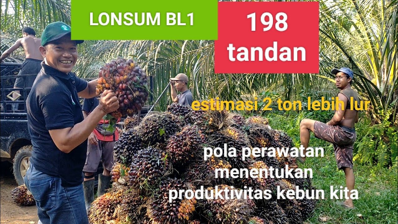 LONSUM BL1 berapa berat tandannya diumur 4 tahun lebih?