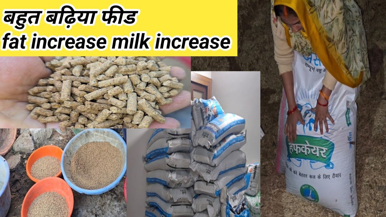 Ganesha Dairy aasses feed all product ll फीड का नाम और कीमत ll ganesh dairy farm ll 