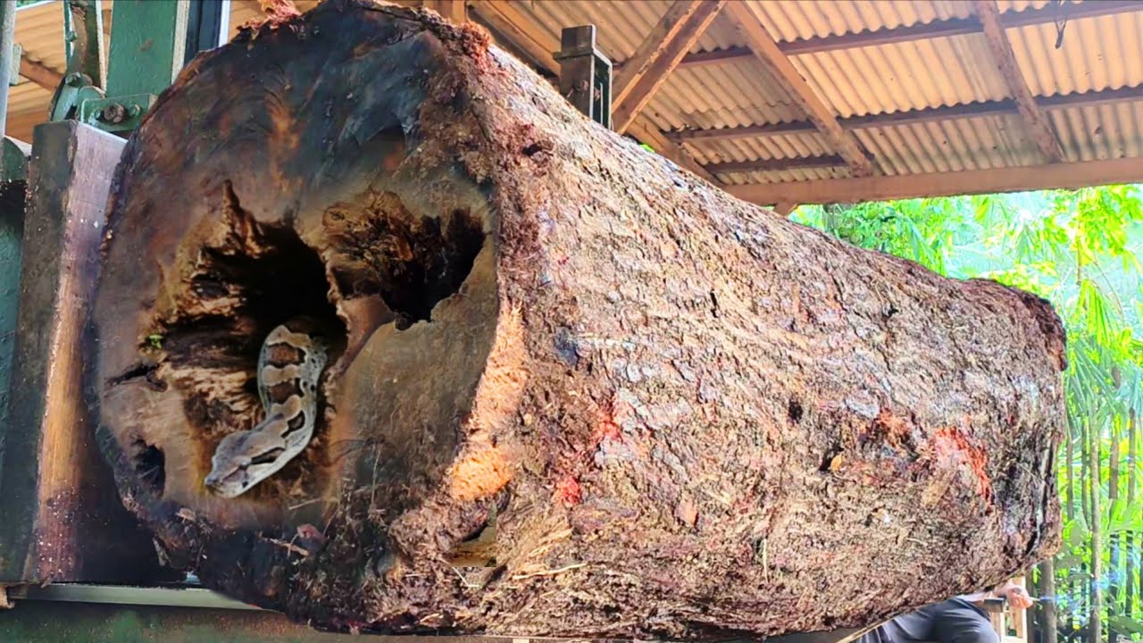Someone saw this almost died!! So big and full of horror cutting hardwood inside a sawmill.