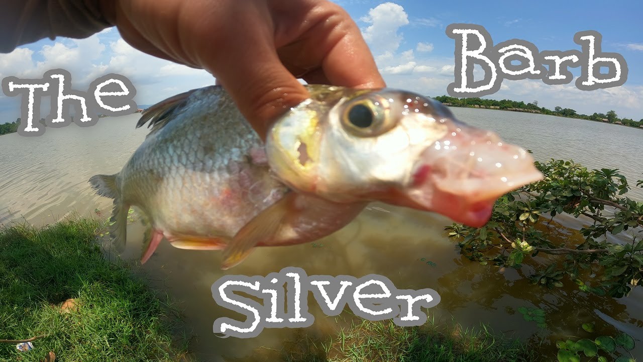 How To Fishing The Silver Barb ? Fishing Silver Barb At Trao Khut Lake | Catch & Cook Silver Barb