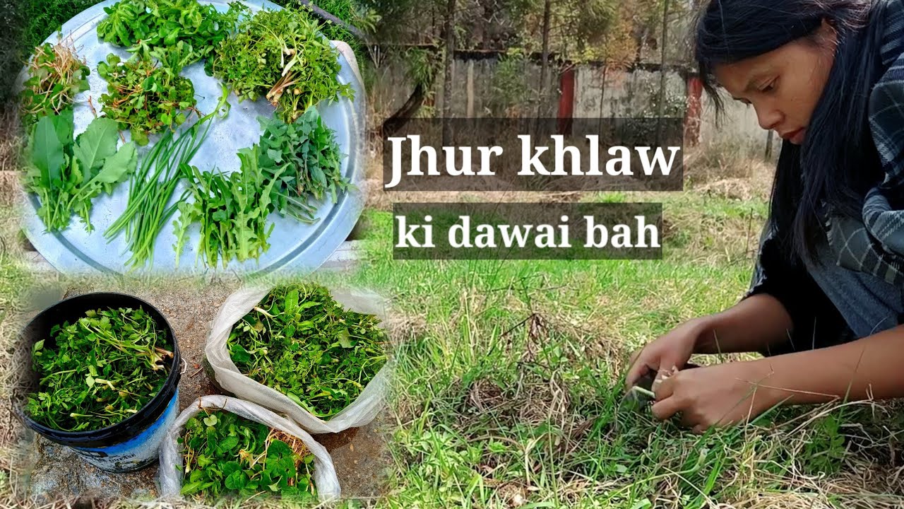 Ki jhur Khlaw | Wild vegetables|Best medicine| Khasi video