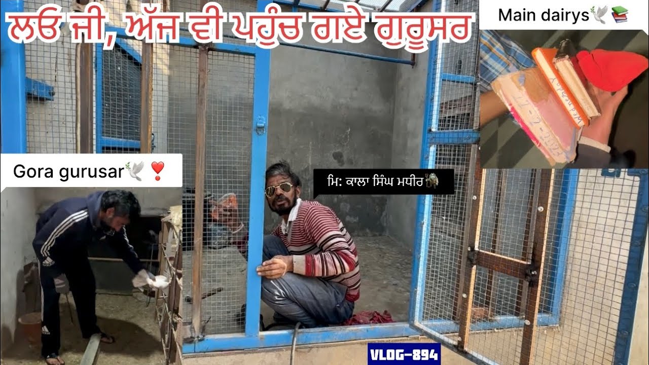 ਅੱਜ ਸਾਰੇ ਕਬੂਤਰਾਂ ਦੀ ਜਾਂਚ-ਪੜਤਾਲ ਕੀਤੀ, investigation mode on👣🧐||ਜਾਲ ਦਾ ਕੰਮ ਵੀ ਚੱਲ ਰਿਆ, ਦੇਖੋ ਸਾਰੀ video