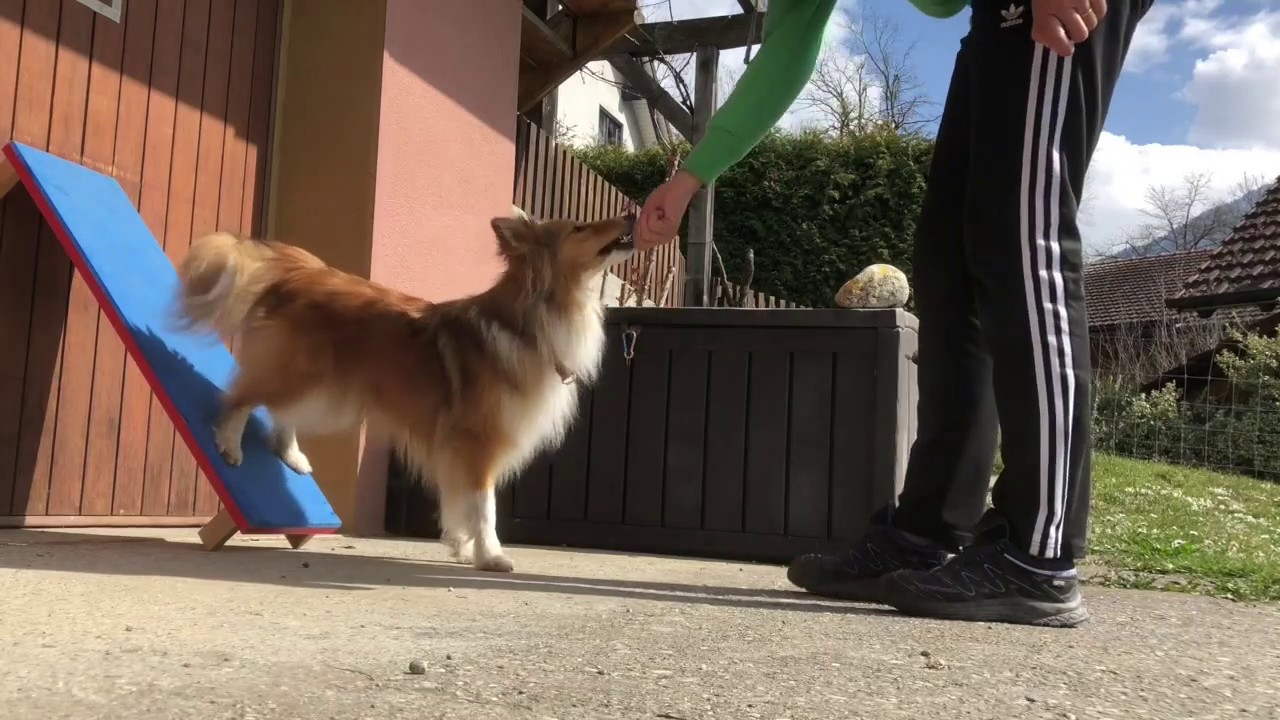 Kann dein Hund den Handstand?