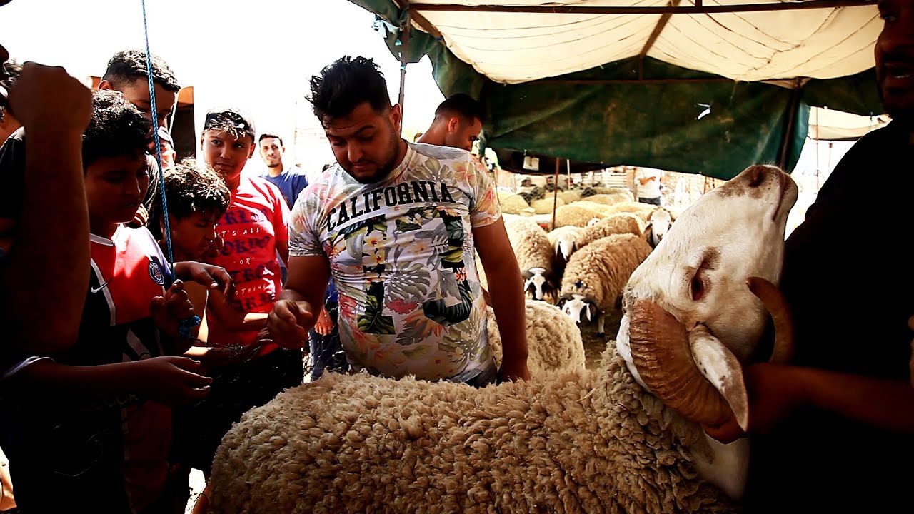 ونحن على أبواب عيد الأضحى ..علوش  سعره نار🔥​في السنوات الأخيرة .. المواطن قلبه معبي على الغلاء  🐏