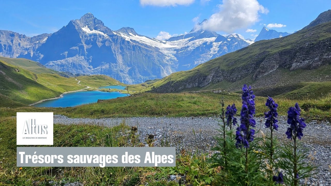 🌿 Trésors sauvages des Alpes